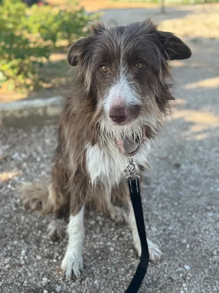 Lulu