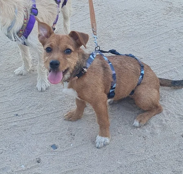 Minha