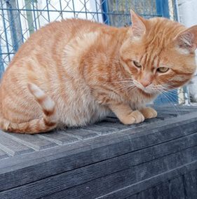 Garfield