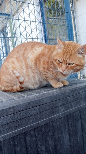 Garfield