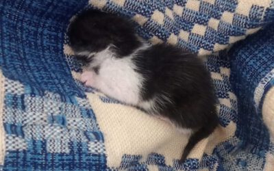 Findling ZWERG – adoptiert
