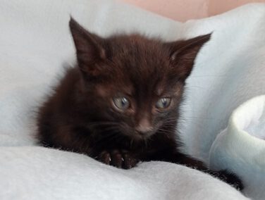 Pumukl – vorreserviert